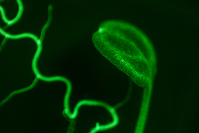 Nightsea - Arabidopsis Fluoreszenzbild aufgenommen mit Bandpass-Filter