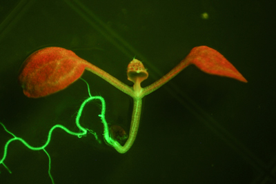 NIghtsea - Arabidopsis Fluoreszenzbild mit Lanpass-Filter