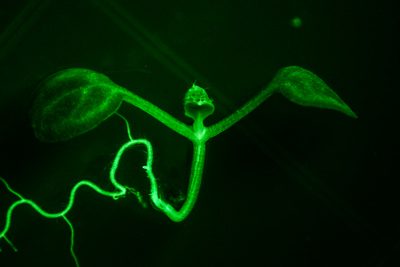 Nightsea - Arabidopsis Fluoreszenzbild aufgenommen mit Bandpass-Filter