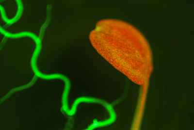 NIghtsea - Arabidopsis Fluoreszenzbild mit Lanpass-Filter
