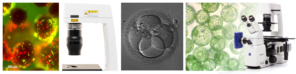 3D Zellkulturen, Organoide und Organ on-a-chip