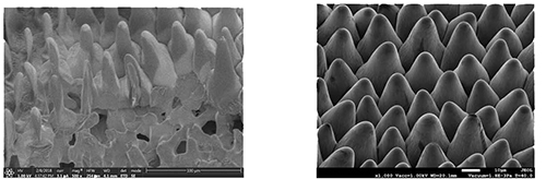 Cryo-Sem vs NanoSuit