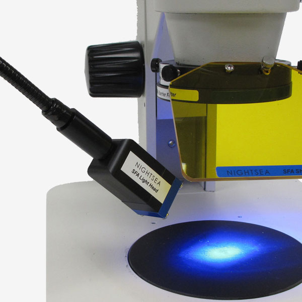 NIGHTSEA FLUORESZENZ LÖSUNG