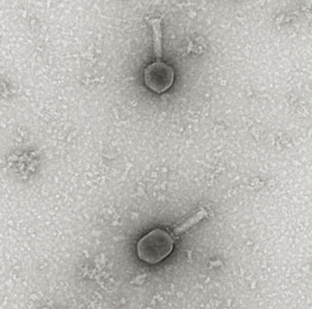 UranyLess - Phage T6