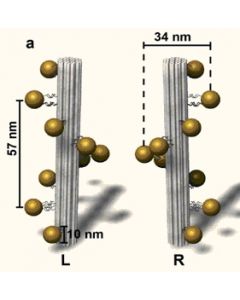 Gold Nanohelices (L/R) in Buffer, 30µl
