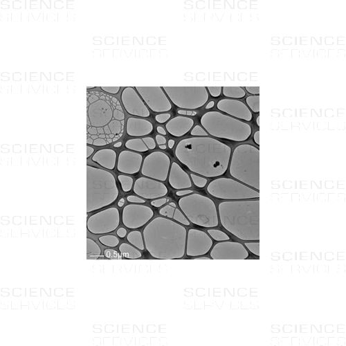 TEM Grids, Graphene Oxide on Lacey Carbon, 300 Mesh, various Layers, Cu