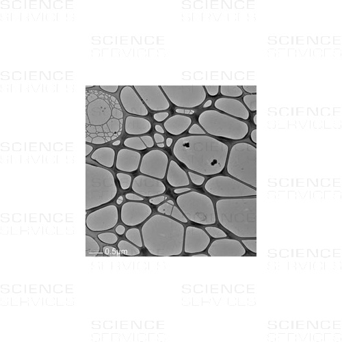 TEM Grids, Graphene on Lacey Carbon, 1-2 Layer, 300 Mesh, Cu