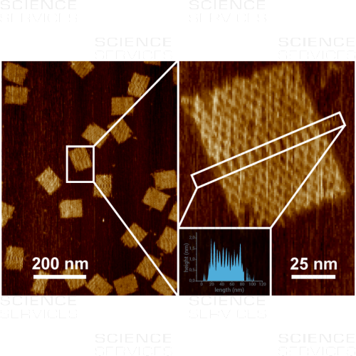 AFM-Teststrukturen: DNA-Origami Rechtecke