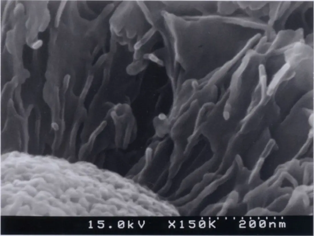 Kohlenasche (Raue Oberfl&auml;che, Vertiefungen und feine Strukturen) - Osmium-Beschichtung; 150.000x