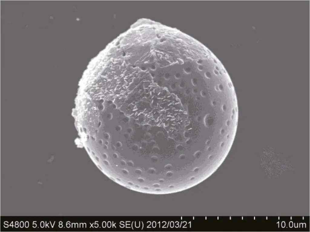 Polystyrol Partikel  Osmium Beschichtung