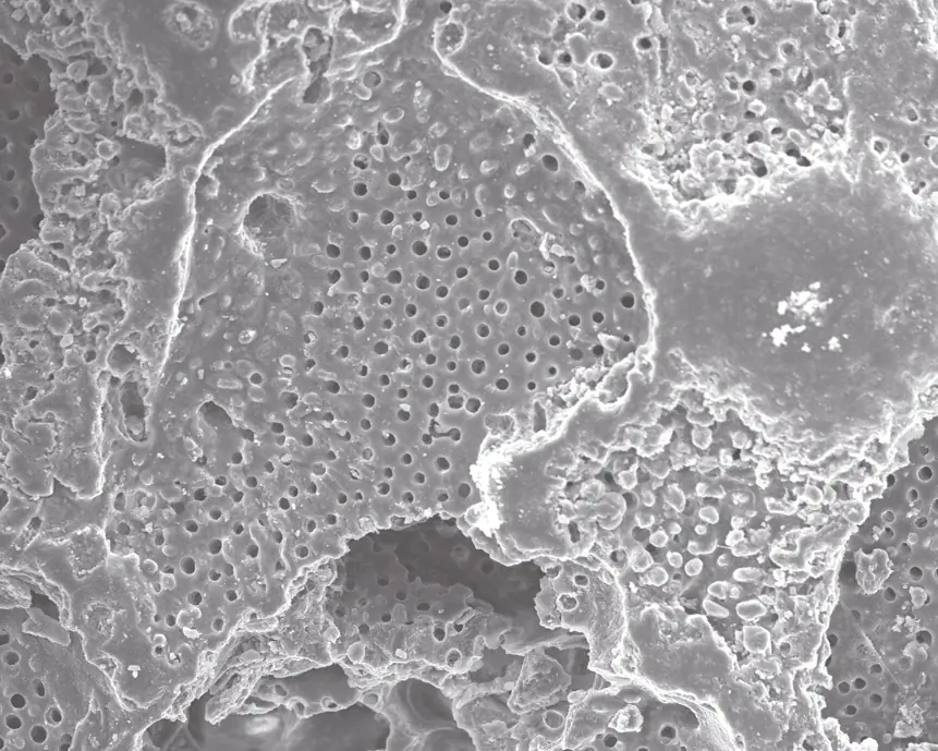 Sternensand die Schale von Foraminiferen (raue und por&ouml;se Oberfl&auml;che, Kalkstein) - Osmium-Beschichtung; 950x