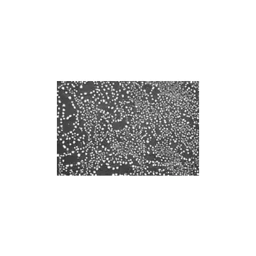 Gold on Carbon Test Standard, ultra high resolution