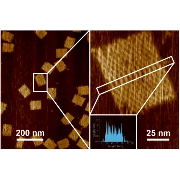 AFM-Teststrukturen: DNA-Origami Rechtecke