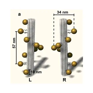Gold Nanohelices: Computer model of Gold Nanohelices (L,R). The DNA origami structure is depicted in grey and the gold nanoparticles in yellow. 