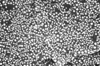 Gold on Carbon Test Standard, very high resolution