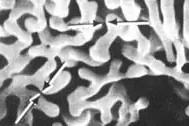 REM Testobjekt, Aluminium-Wolfram Dendriten, 1 Stück