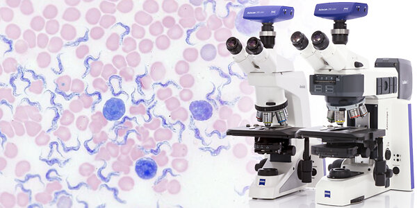 brightfield_blood-smear_axiolab-5_Kollage_600x300