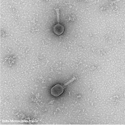 phage3