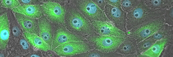 Fluorescence_LLC-PK-cells_Axiovert-5_1_600x200
