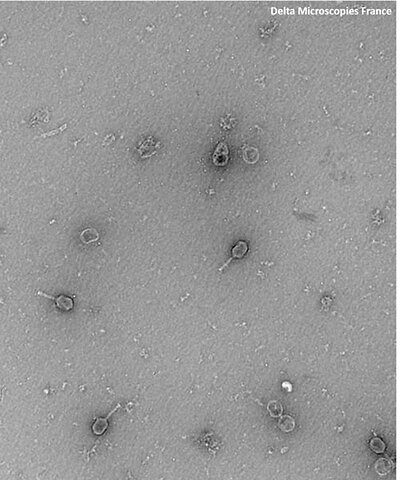 phage2
