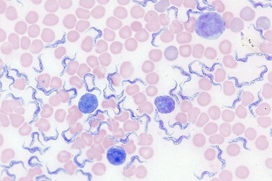 brightfield_blood-smear_axiolab-5_390x260