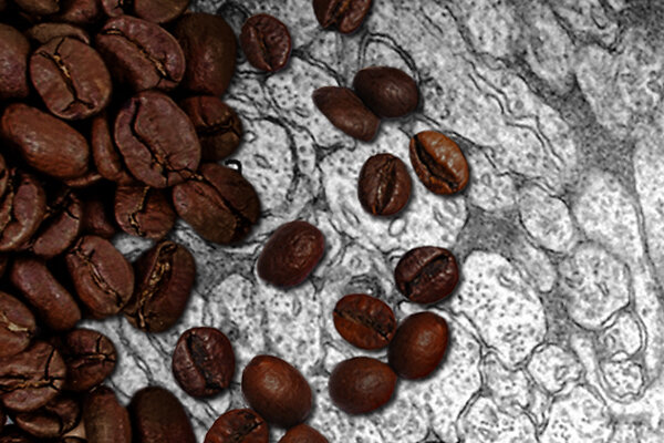 Kollage_Kaffe_Stain_600x400