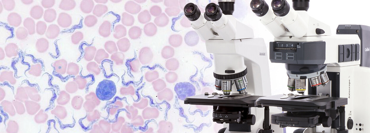 brightfield_blood-smear_axiolab-5_Kollage_1250x450
