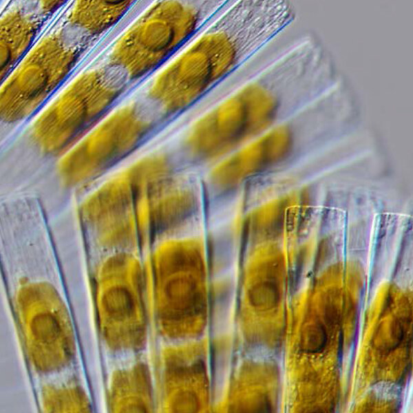 AN-Diatoms-WEB-1_600x600