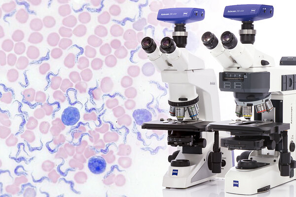 brightfield_blood-smear_axiolab-5_Kollage_600x400