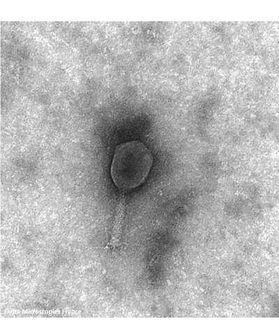 phage4